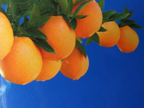 乐山“井研柑橘”获准注册国家地理标志商标