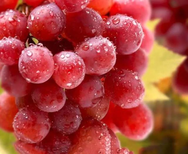 酒泉“阳关葡萄”获地理标志证明商标！