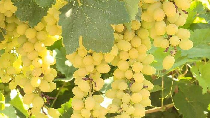阳关葡萄