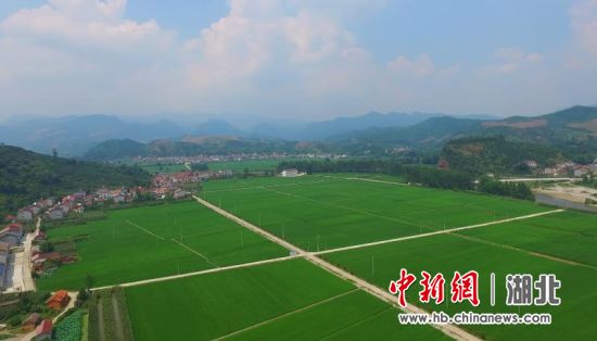 湖北襄阳成功注册“中国有机谷”集体商标