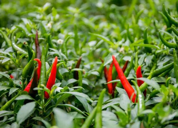 “天等指天椒”成功注册国家地理标志证明商标