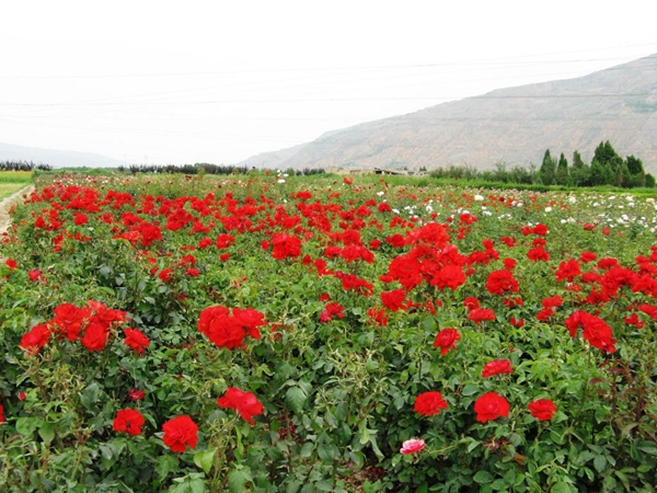 “甘谷月季”国家地理标志证明商标成功注册