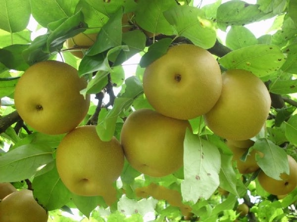 “阜城鸭梨”成功注册国家地理标志证明商标