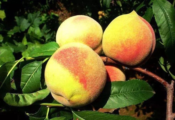 “枣阳皇桃”成功获批国家地理标志证明商标