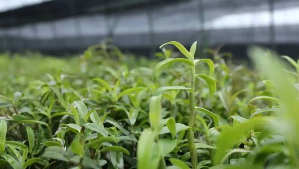 “余姚铁皮石斛”获国家地理标志证明商标