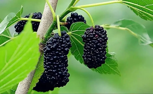 “大庙桑葚”地理标志证明商标初审通过