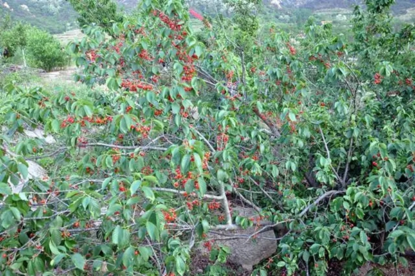 “垛疃樱桃”成功注册为地理标志商标