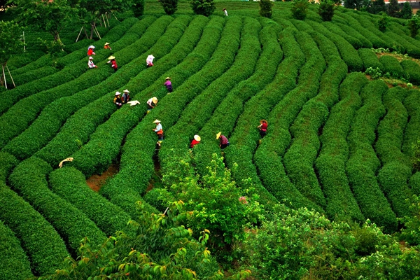“永福高山茶”获批地理标志证明商标