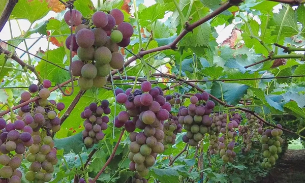 “随县葡萄”成功注册国家地理标志证明商标